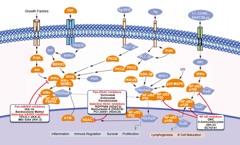 NF-kB Signaling Pathway Products From Selleck Chemicals