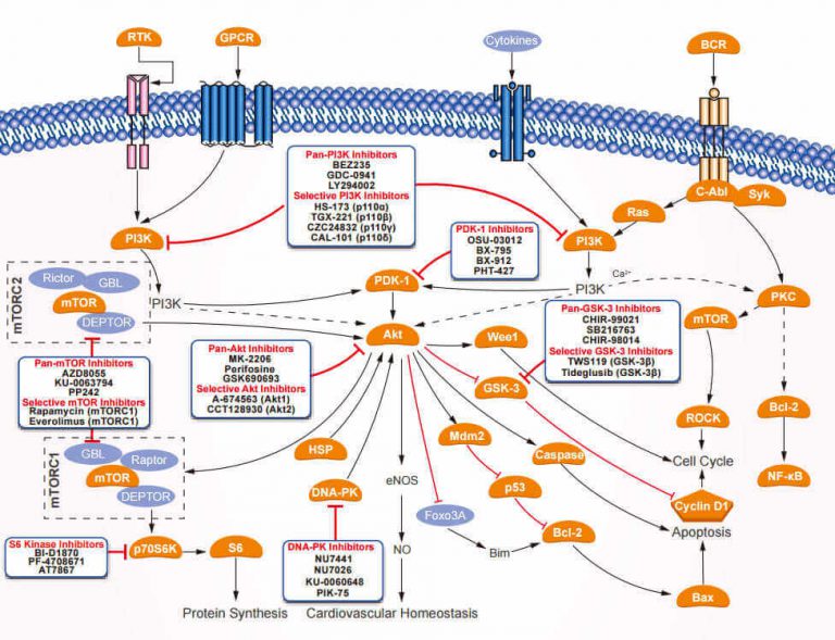 PI3K/Akt/mTOR Signaling Pathway Products From Selleck Chemicals