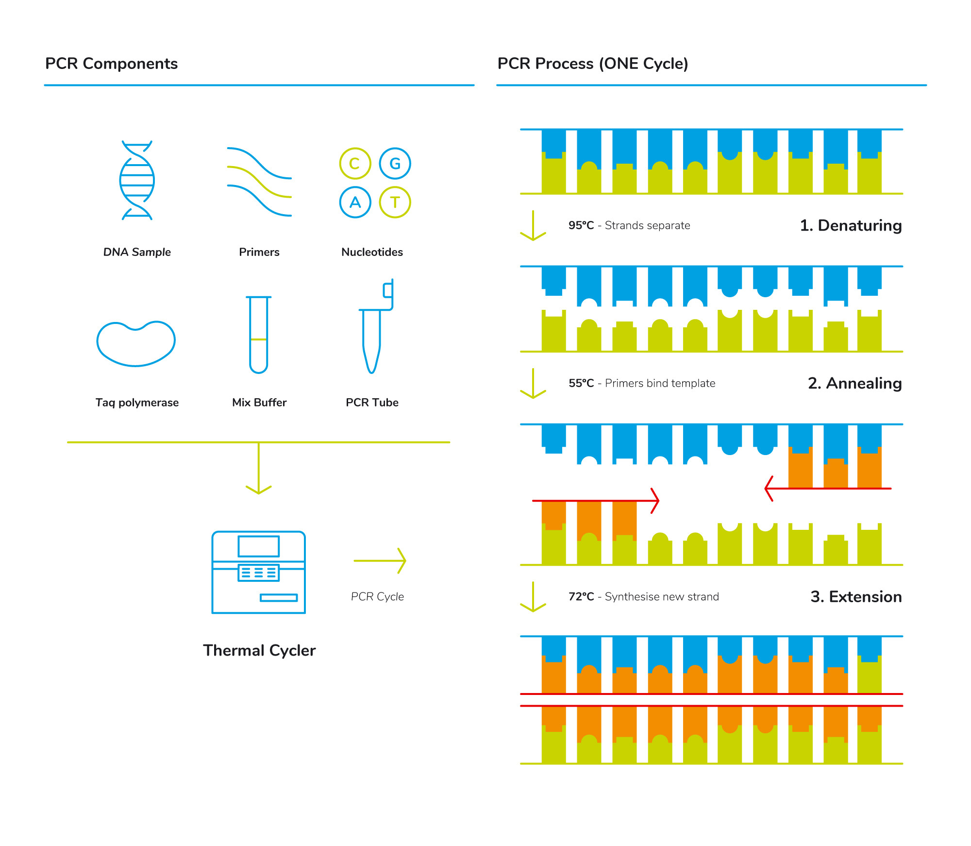 Real Time Pcr Graph My XXX Hot Girl